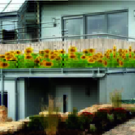 Osłona balkonowa siatka mata kwiaty słoneczniki